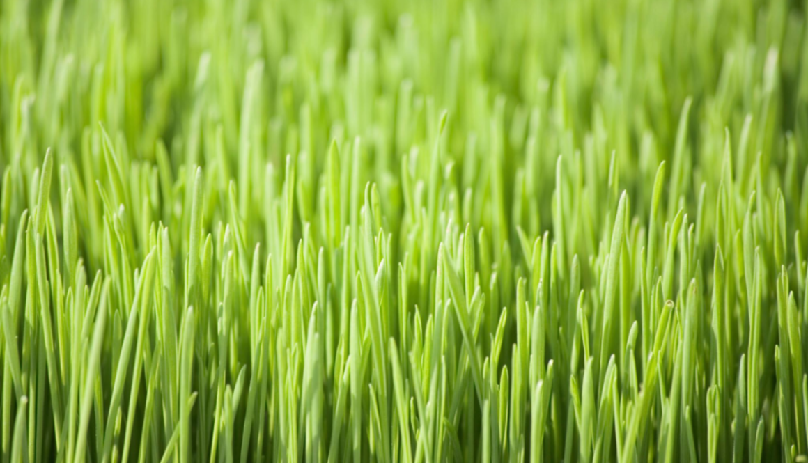 wheat grass