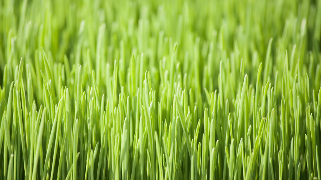 wheat grass wheat grass