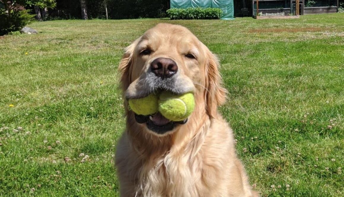 Koa