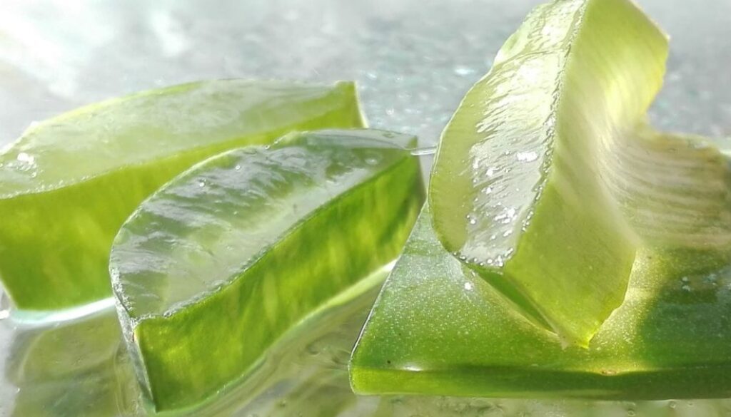 aloe vera pix