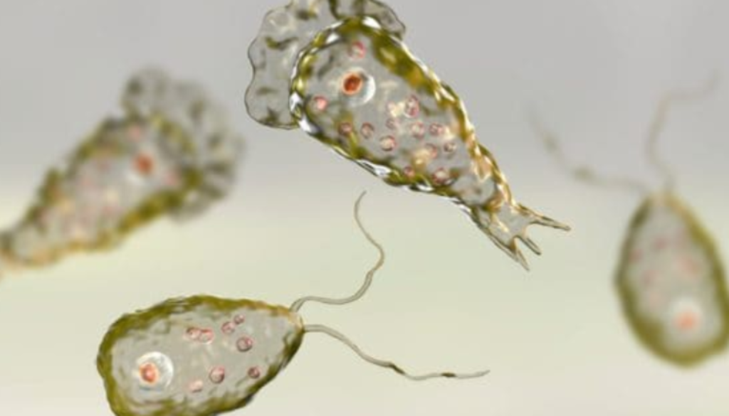 amoeba