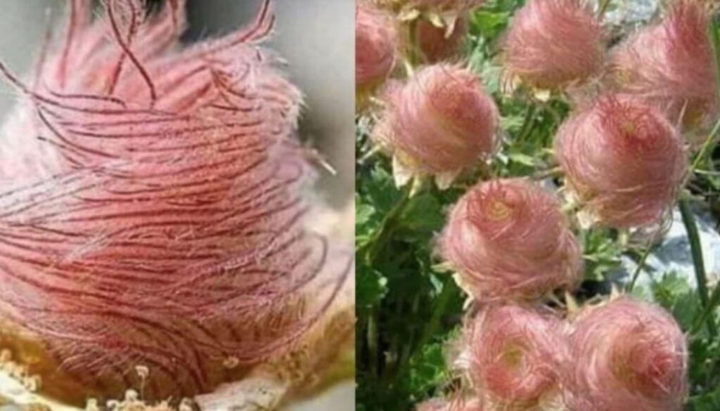cotton candy flowers