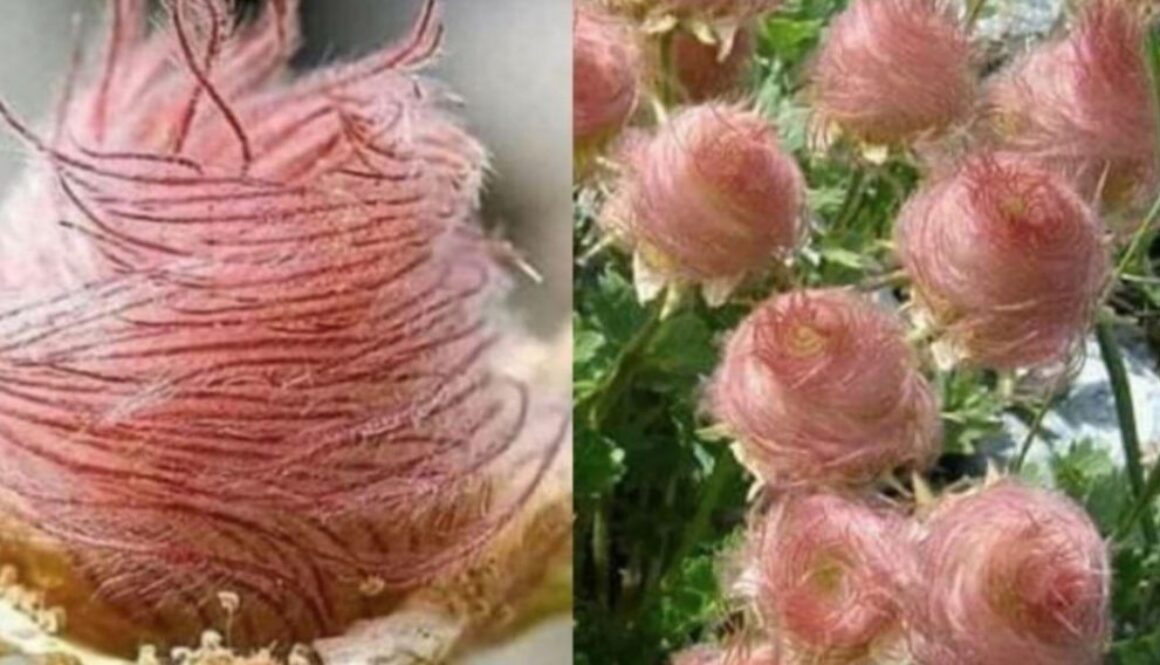 cotton candy flowers