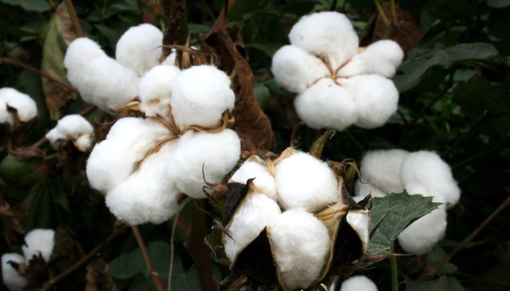 cotton pix