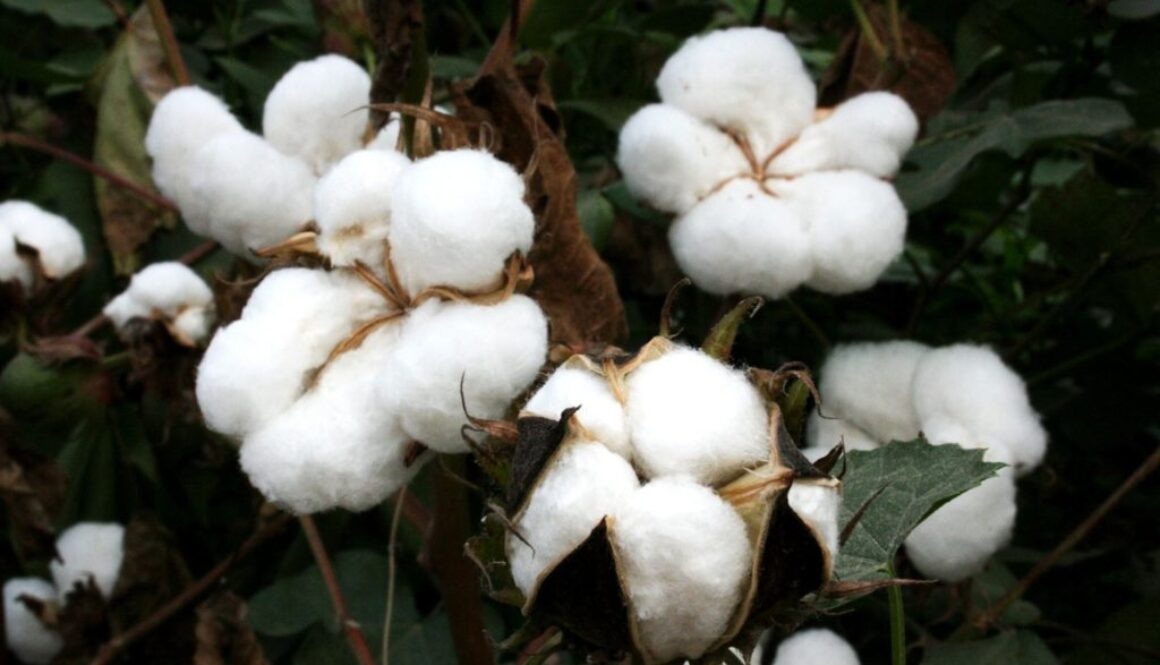 cotton pix