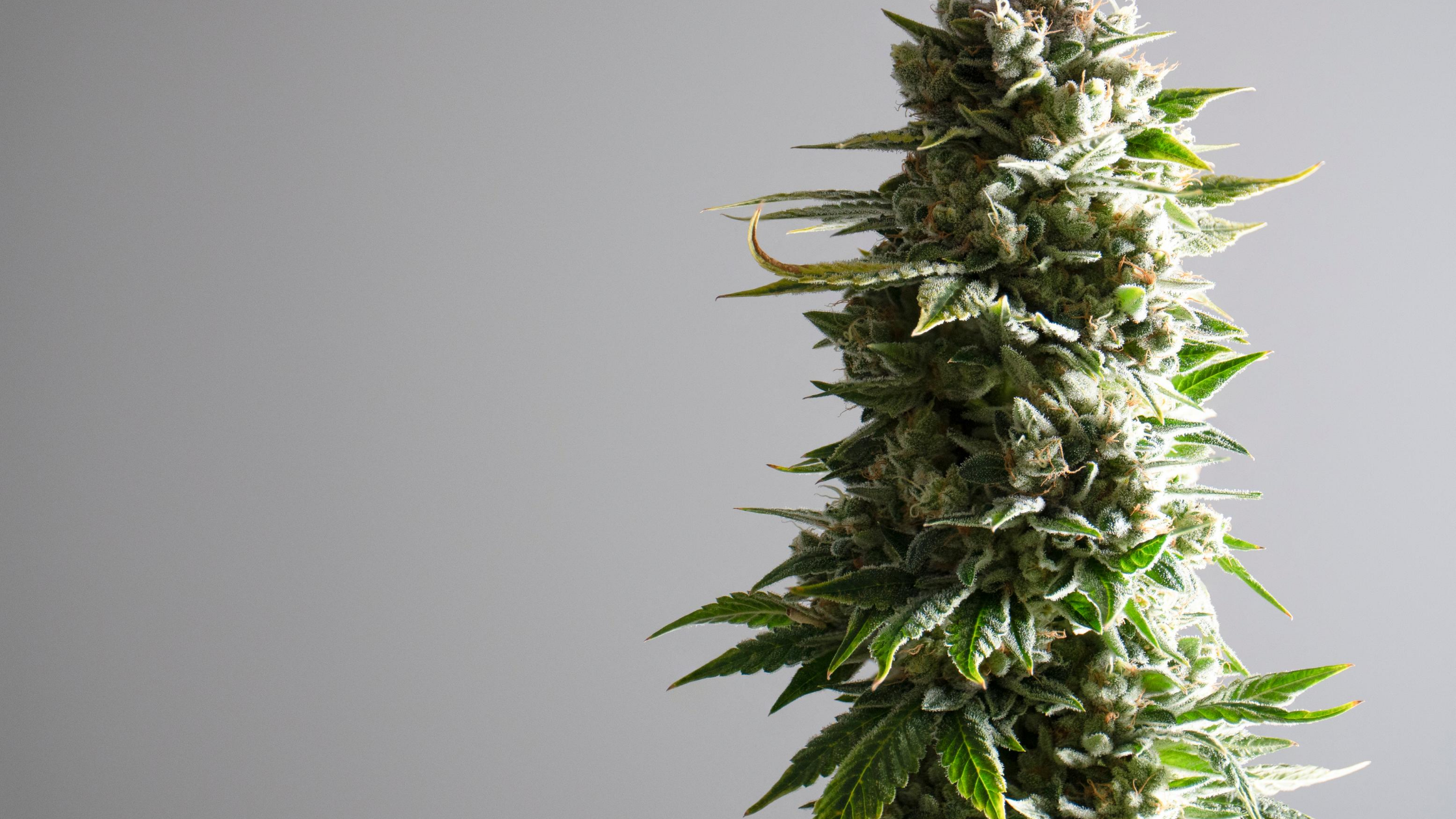 dank bud