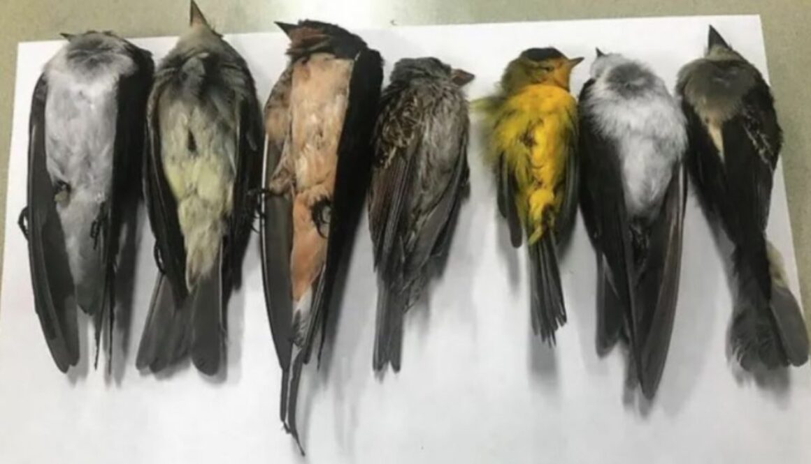 dead birds tmu