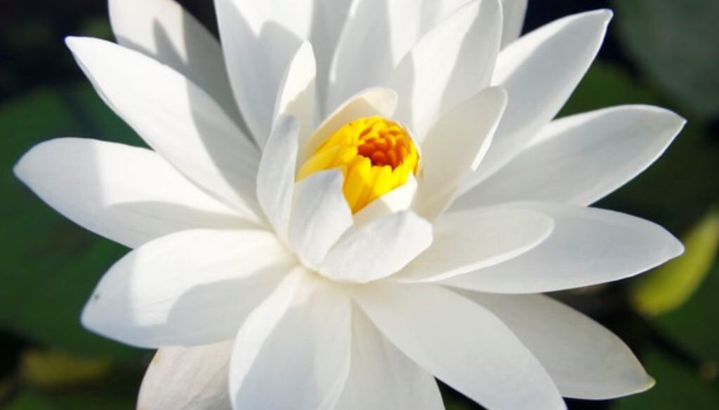 flower neenah