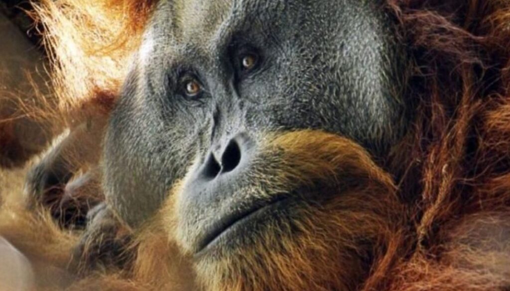 great ape tmu