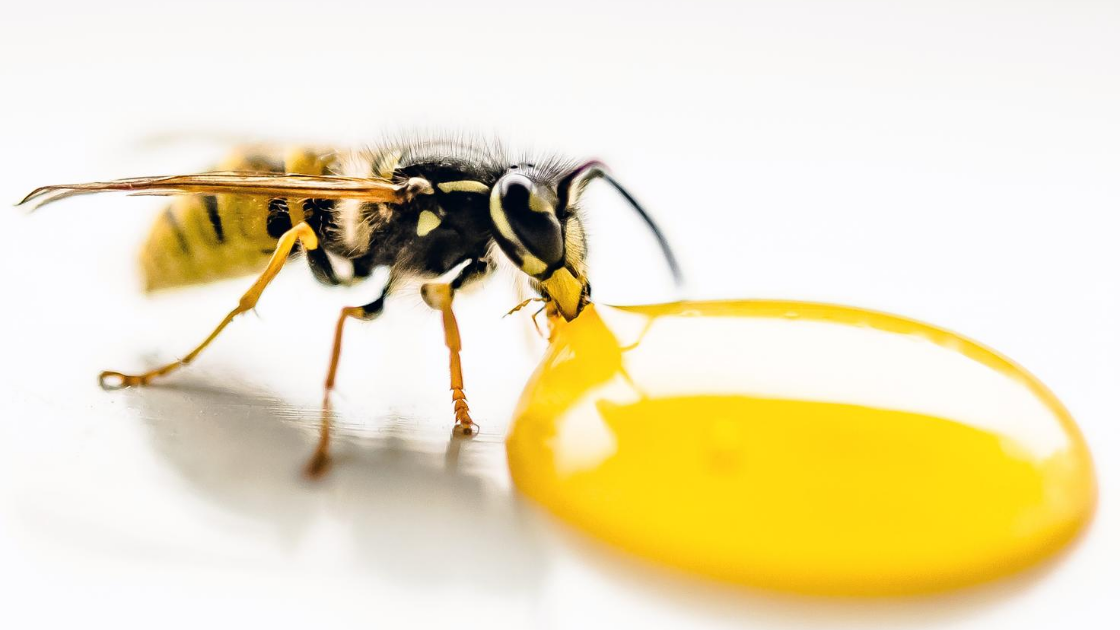 honeybee venom kills cancer honeybee venom kills cancer