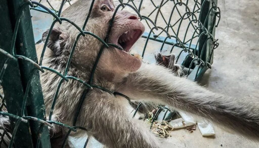 monkey covid tt