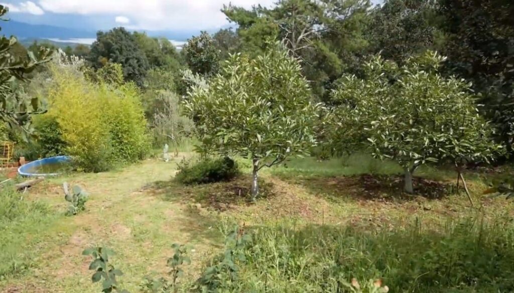 permaculture