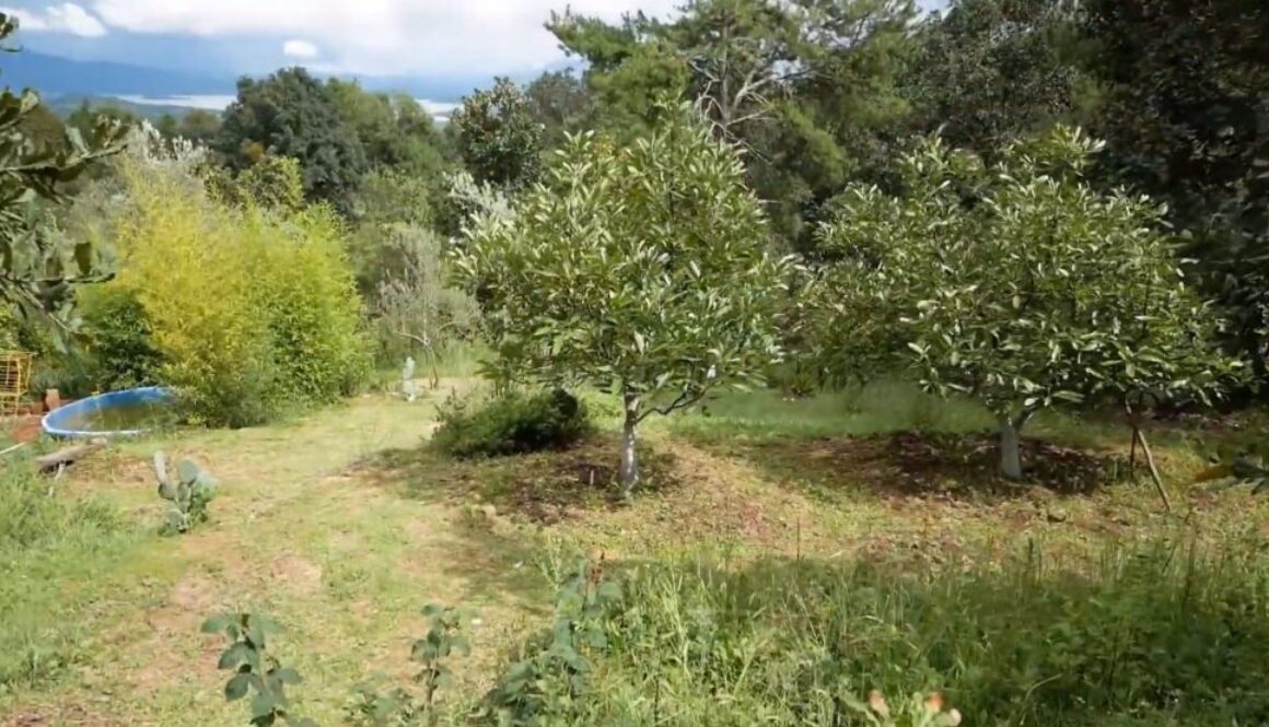 permaculture