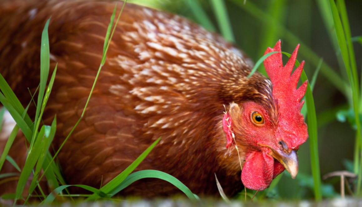 red freedom ranger chickens