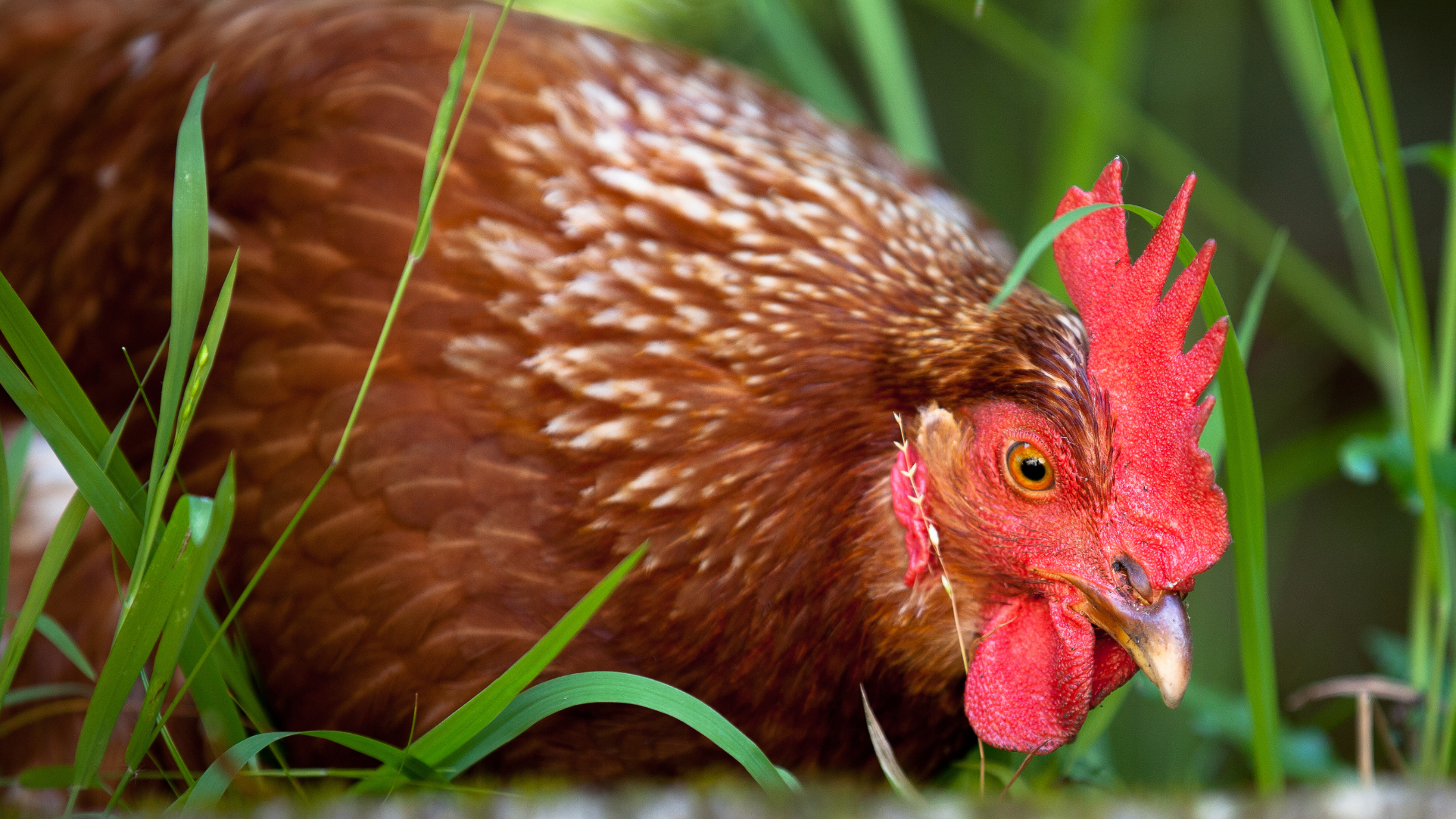 red freedom ranger chickens red freedom ranger chickens