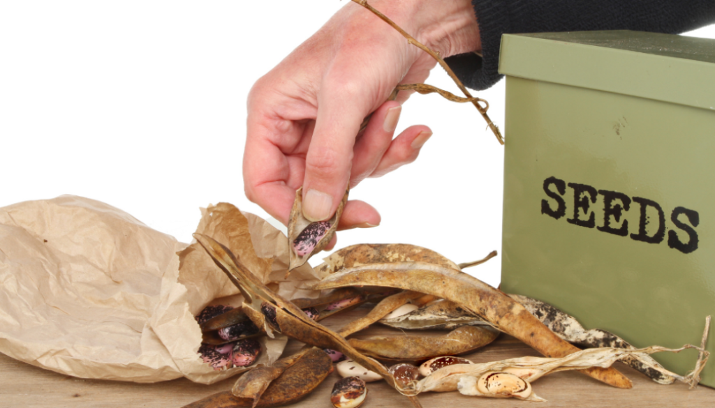 seed saving