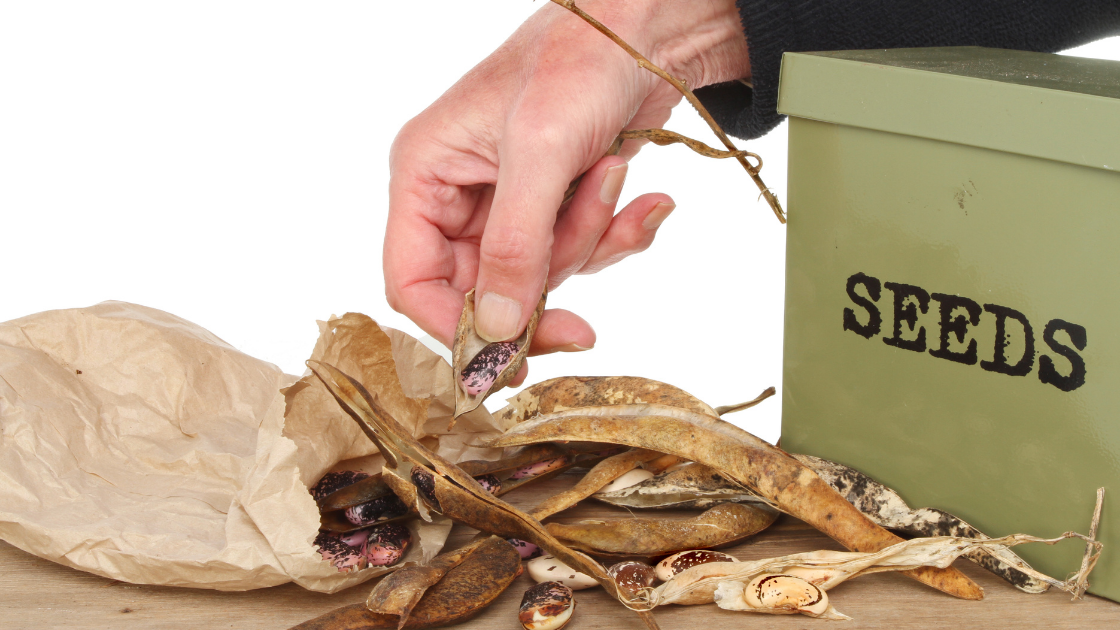 seed saving seed saving