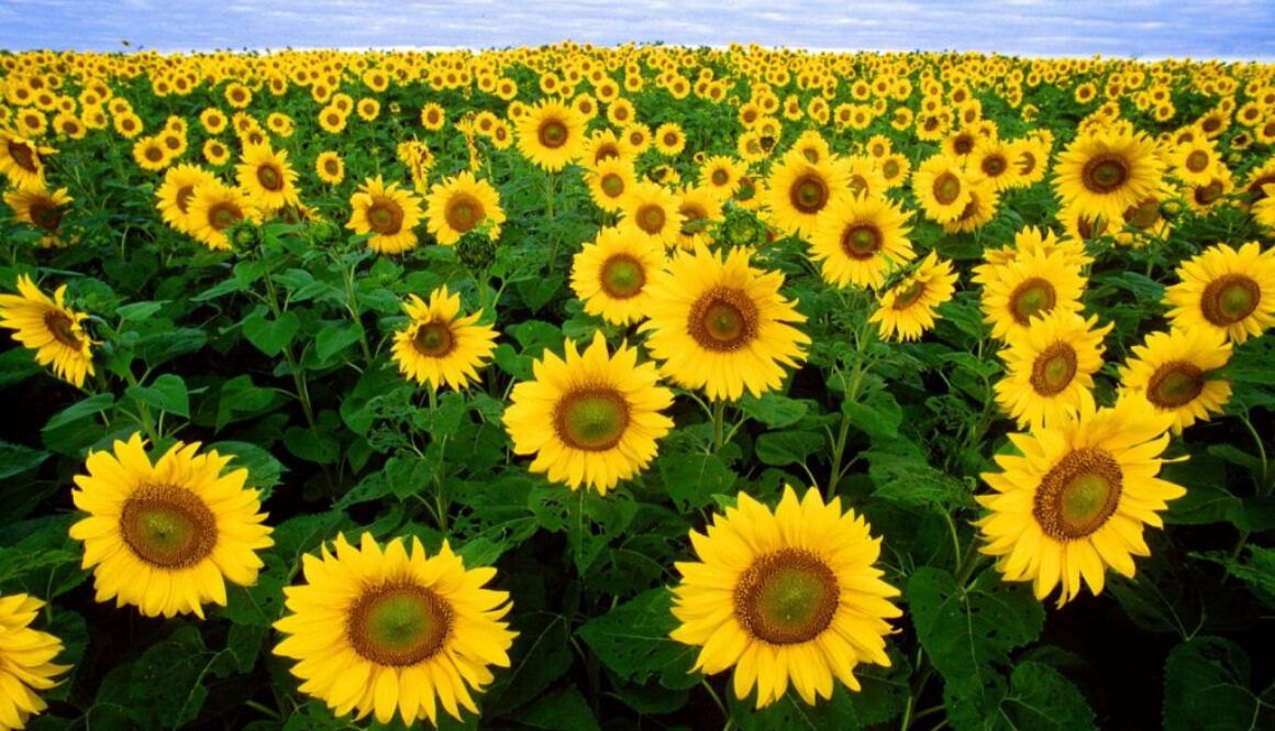 sunflowers vitamin e