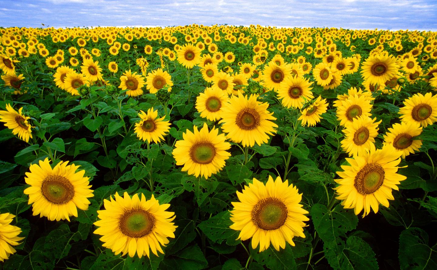 sunflowers vitamin e sunflowers vitamin e