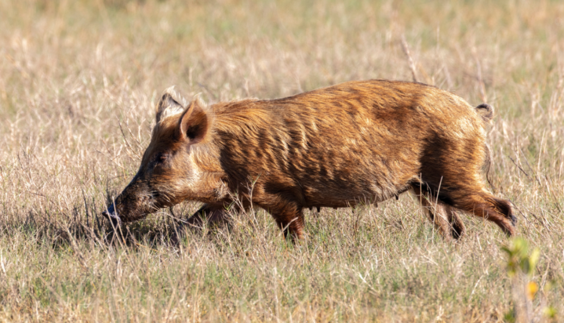 superpigs wild pigs