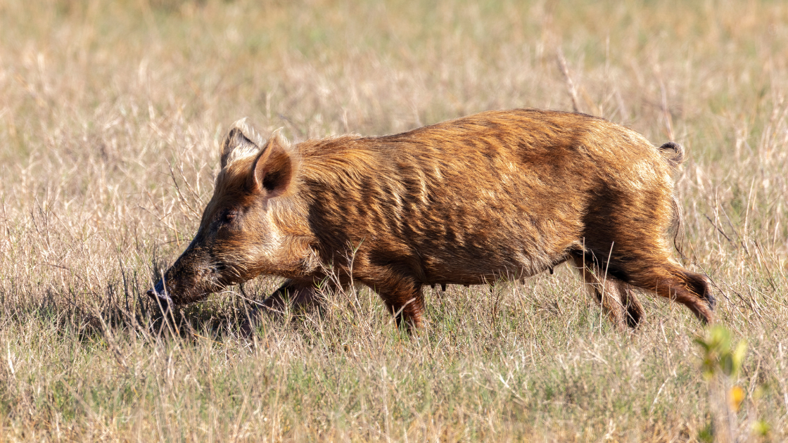 superpigs wild pigs superpigs wild pigs