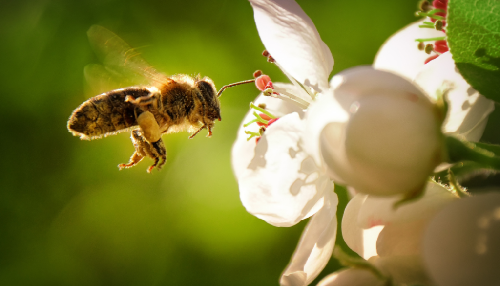 bees