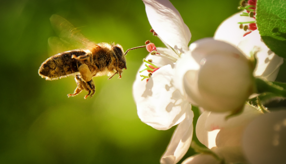 bees