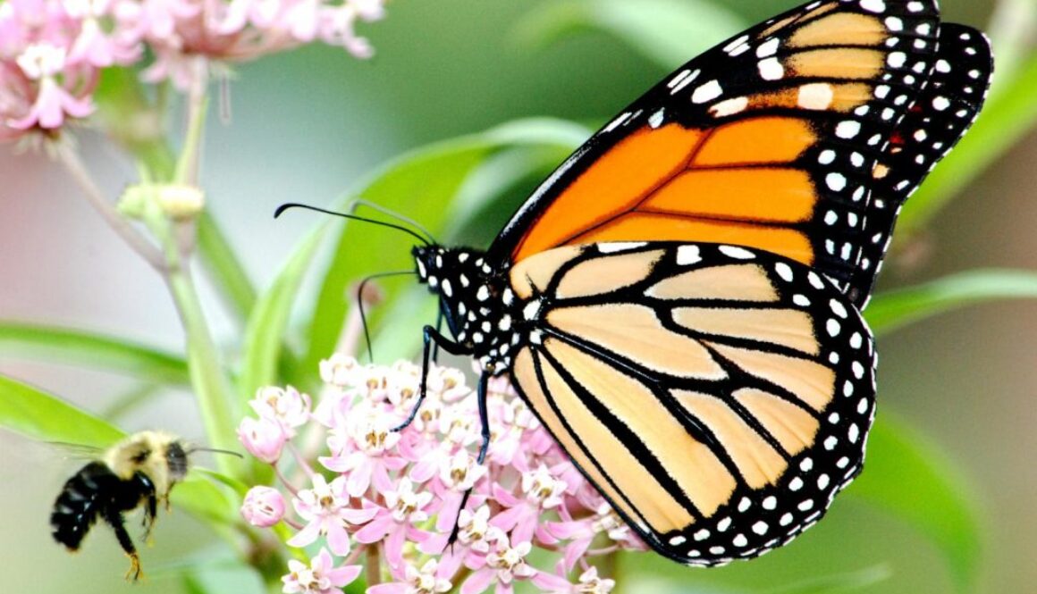butterfly bee milkweed
