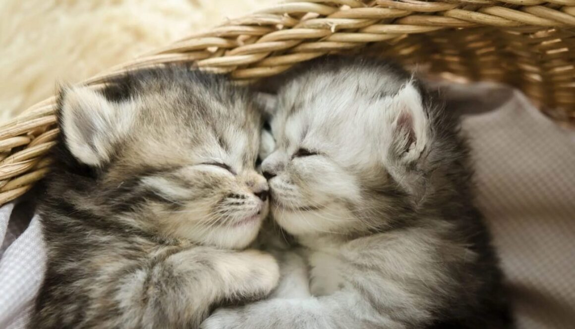 cute animals
