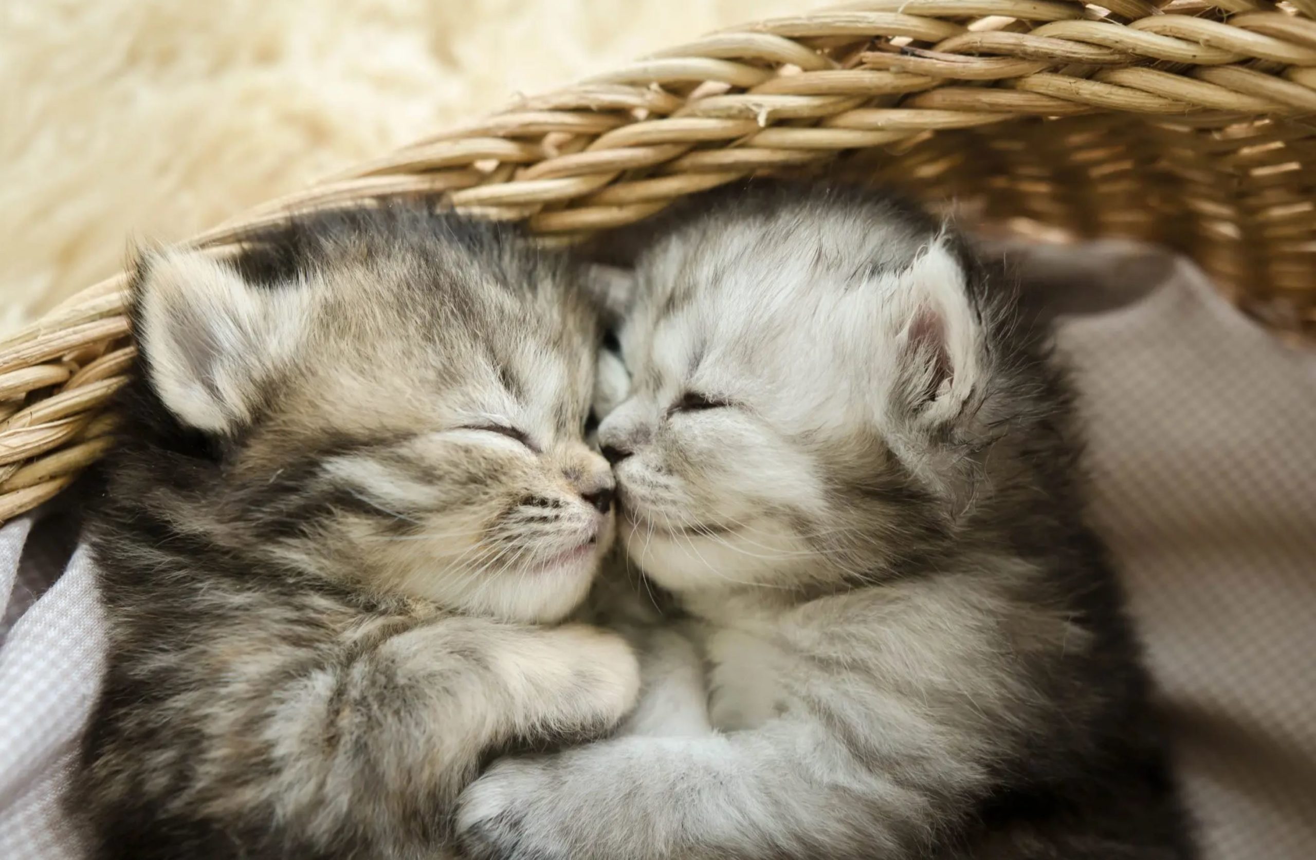 cute animals