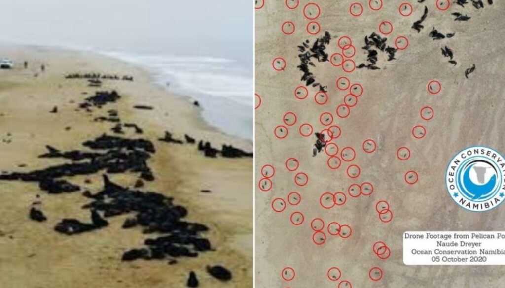 dead baby seals tmu