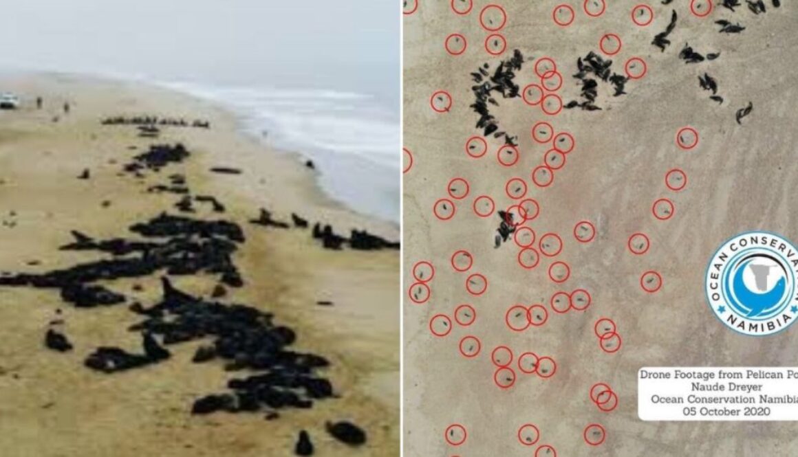 dead baby seals tmu