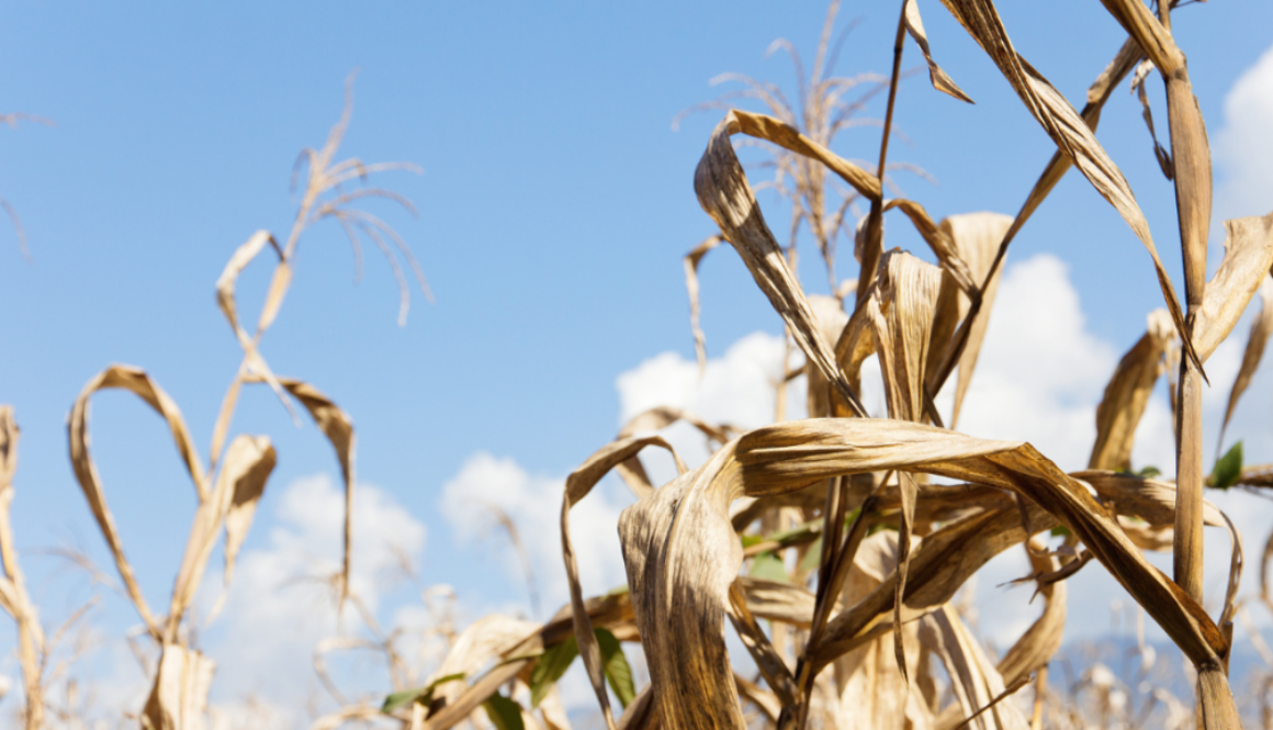 drought fertilizer shortage