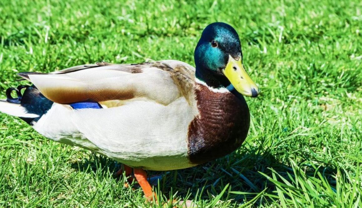 duck TT