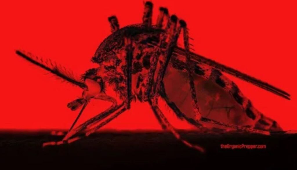 mosquito op