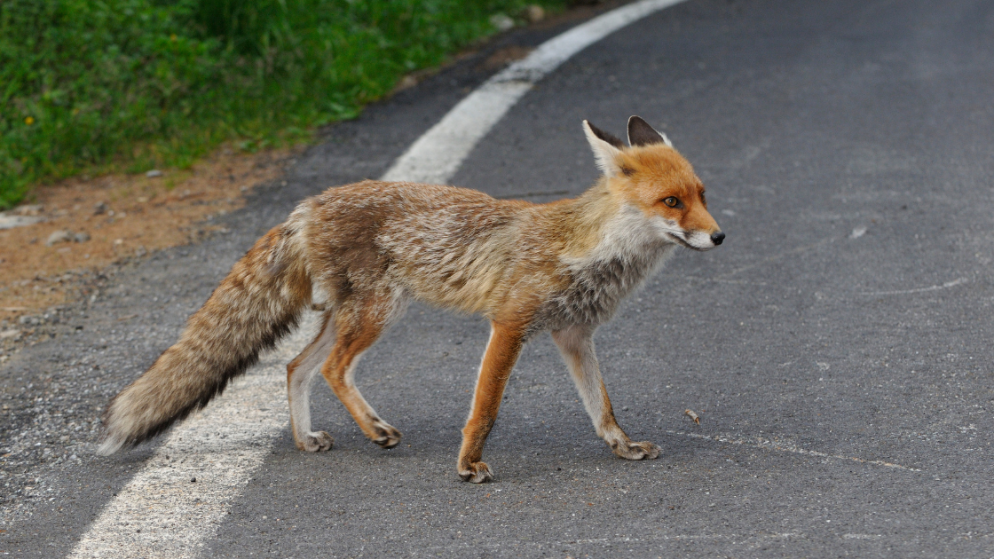 red fox red fox