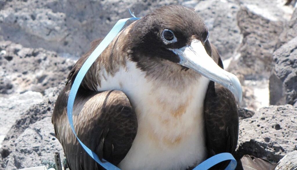 seabird plastic pollution