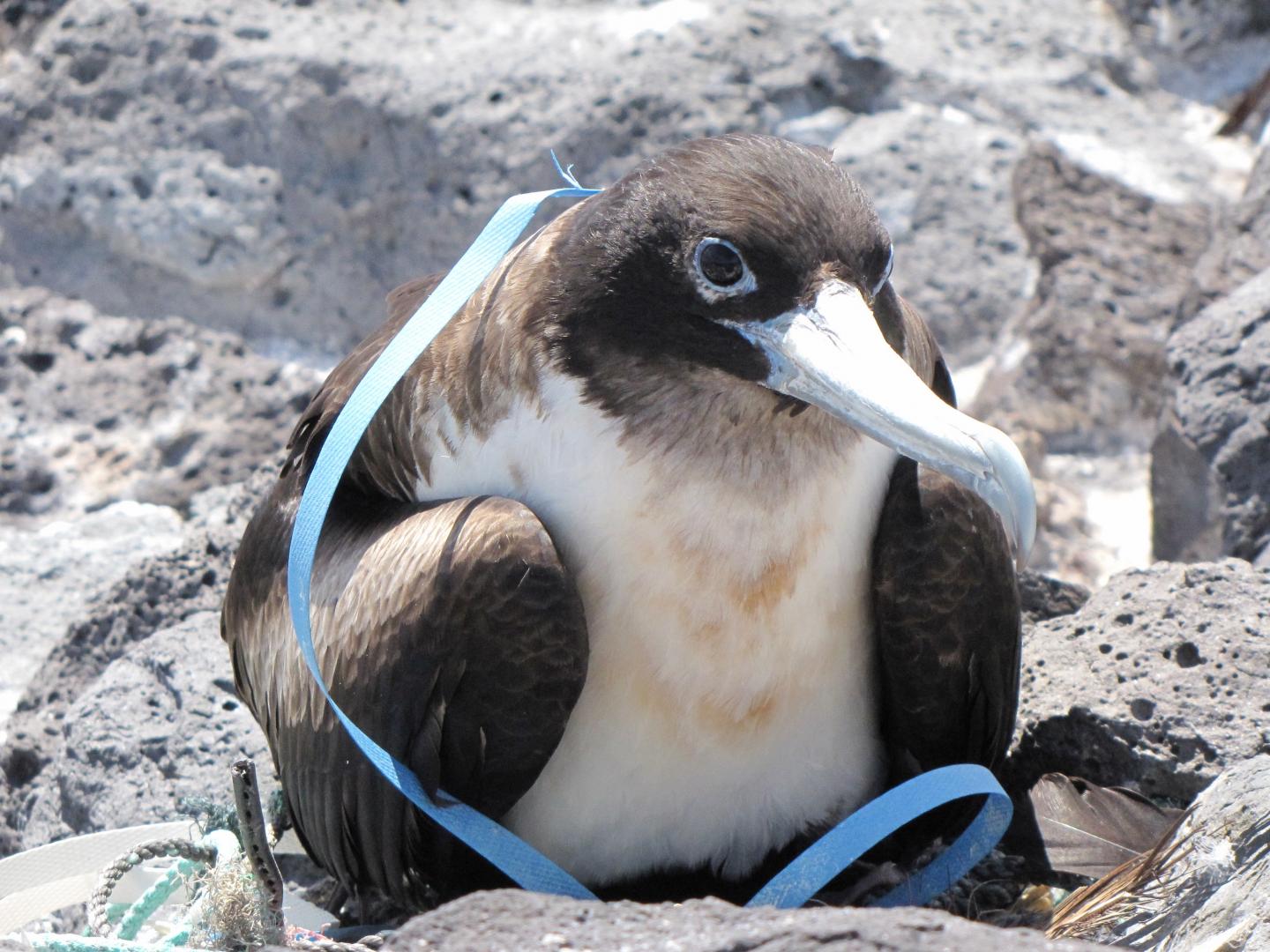 seabird plastic pollution