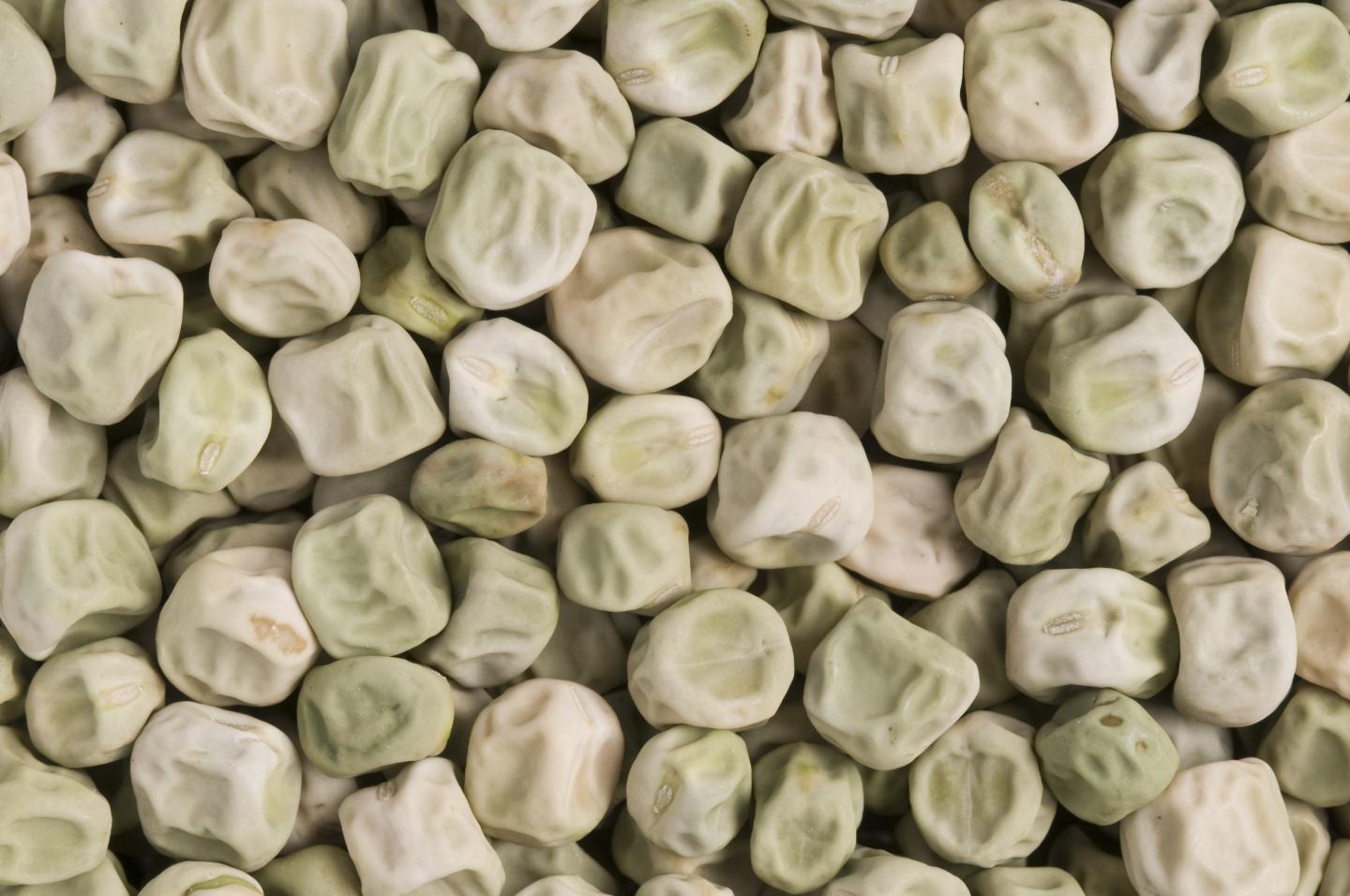 wrinkled peas prevent diabetes