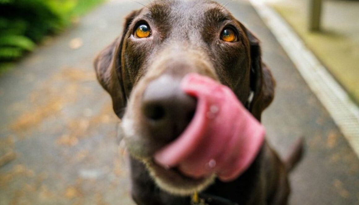 dog tmu