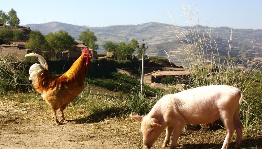 farm china pix