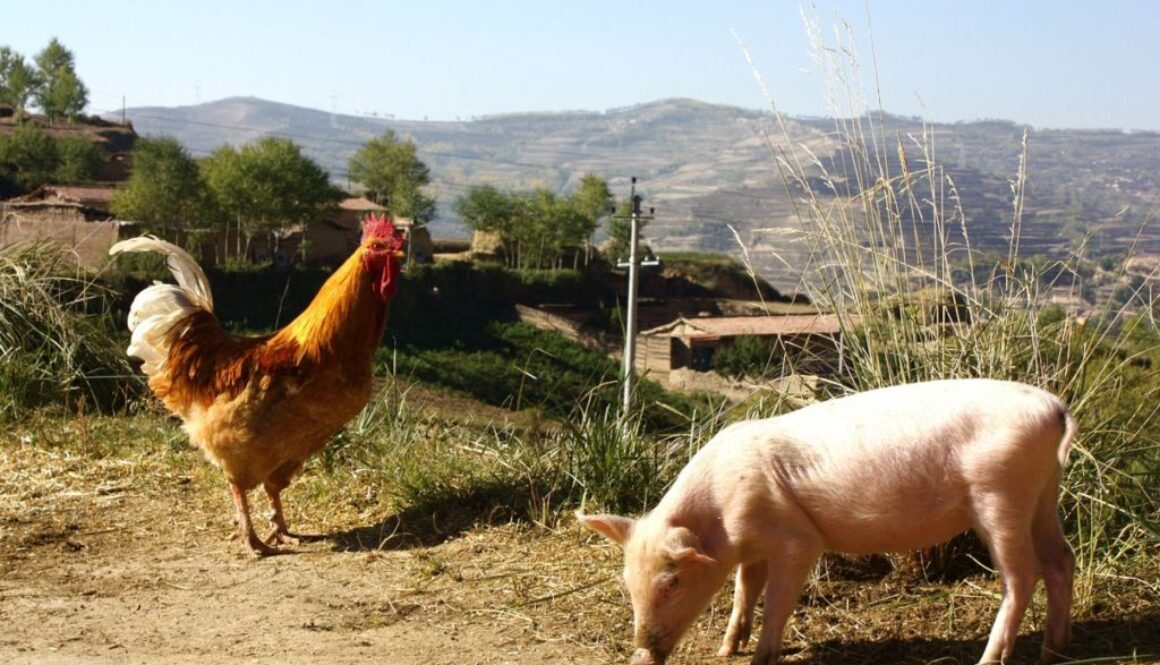 farm china pix