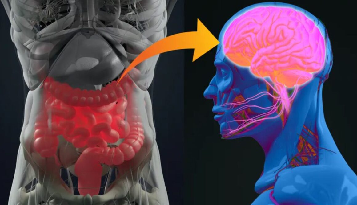 gut brain conversation
