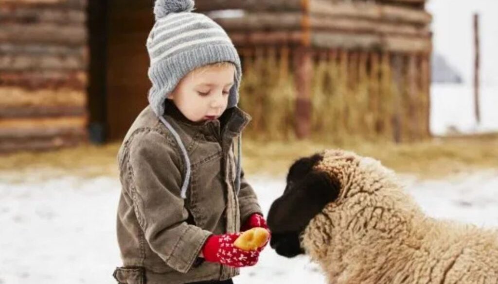 homesteading tips