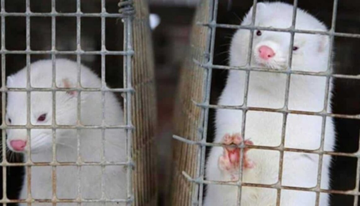 mink