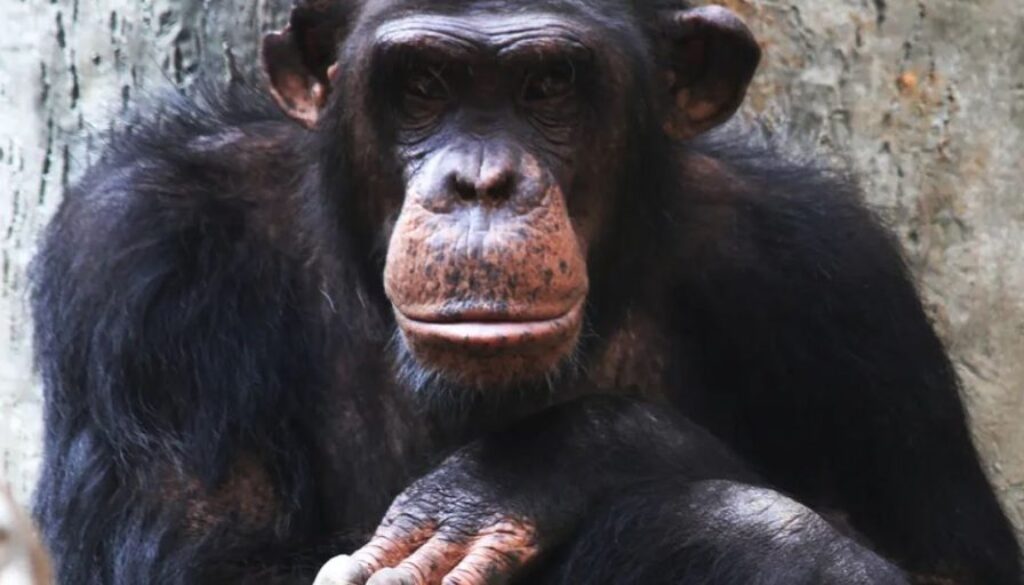 monkey brains
