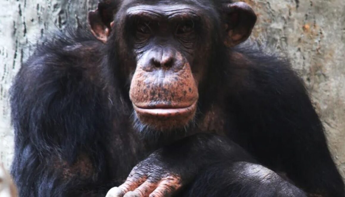 monkey brains