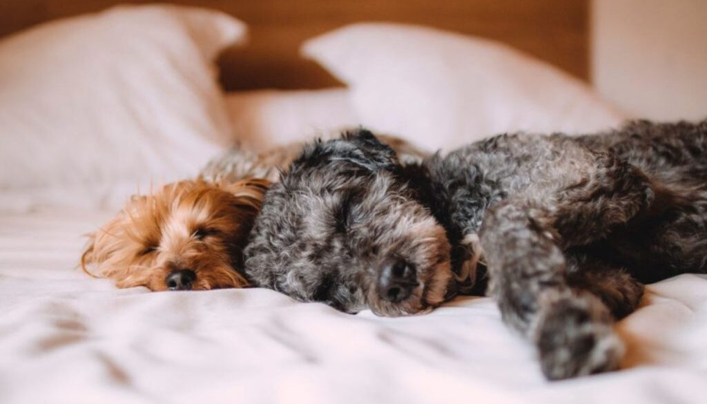 sleep lib