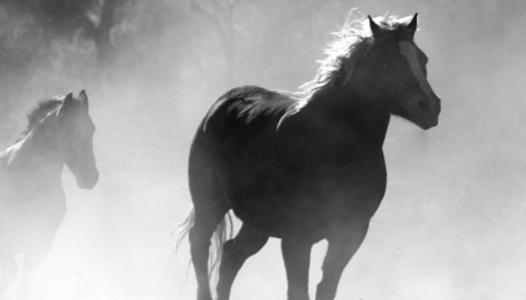 spirit horse rn