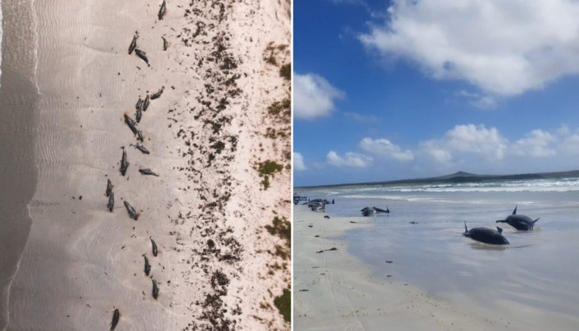 whales stranded